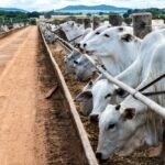 Cattle in brazil.jpg