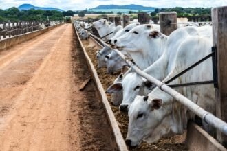 Cattle in brazil.jpg