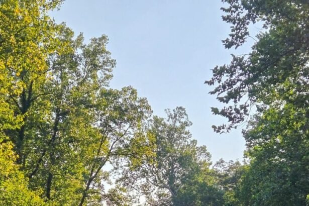 Ohio 482 feature 1 732x1024.jpg