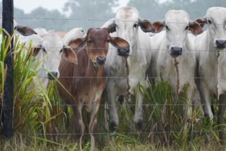 Shutterstock 2266137507 jbs.jpg