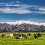 New zealand dairy farm e1760350826192.jpg