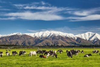 New zealand dairy farm e1760350826192.jpg