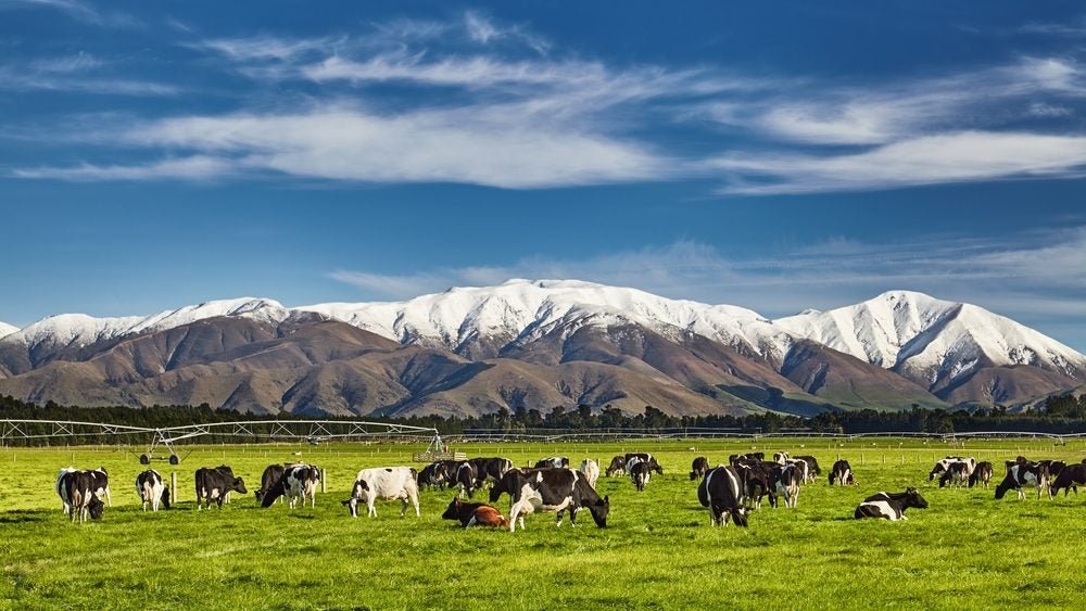 New zealand dairy farm e1760350826192.jpg