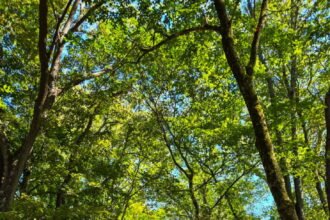 Ohio 489 feature 732x1024.jpg