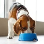 Shutterstock 2107593599 e1759849744260.jpg