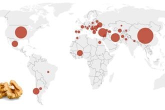 Walnut featured map.jpg