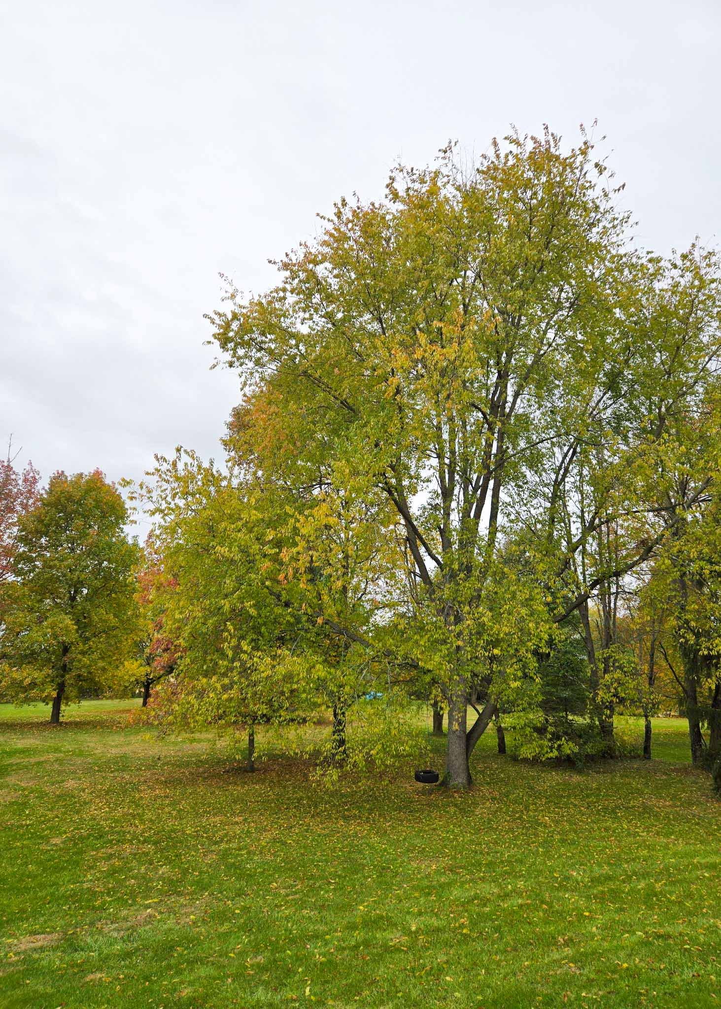 Ohio 493 feature 1 of 1.jpg