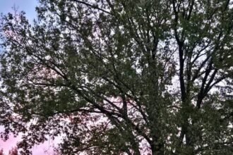 Ohio 494 feature 732x1024.jpg