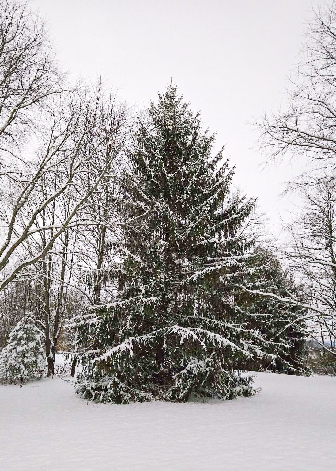 Ohio 499 feature.jpg