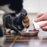 Shutterstock 2360078449 jf.jpg