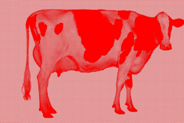 Cow2.png
