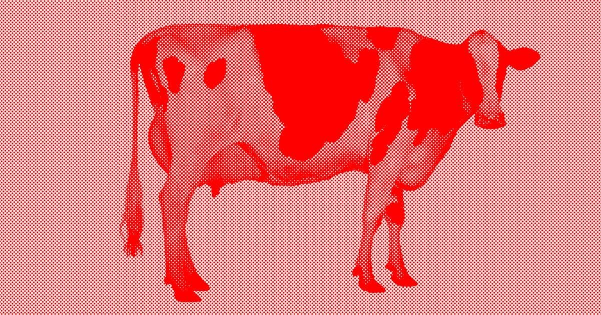 Cow2.png