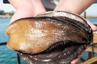 Eat vnd 052 thumb syn.jpg